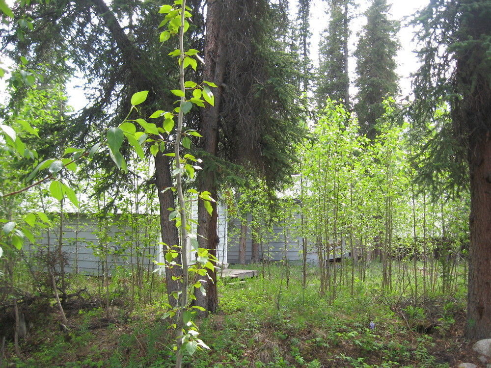 The Perch Resort Denali Park Bagian luar foto